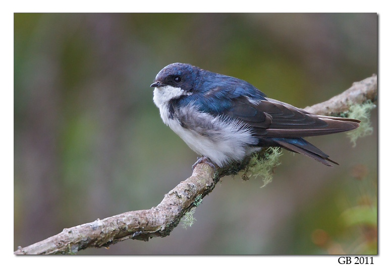 BLUE AND WHITE SWALLOW